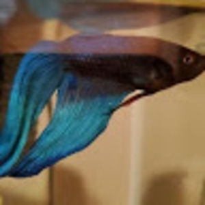 Meet your Posher, Mrclean